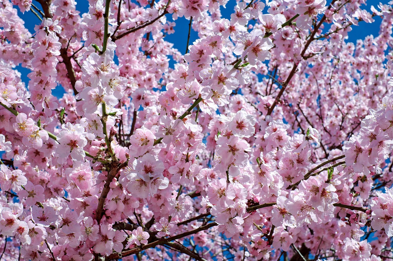 부산 벚꽃 명소