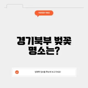 경기북부 벚꽃