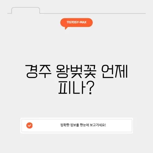 경주 왕벚꽃 개화시기