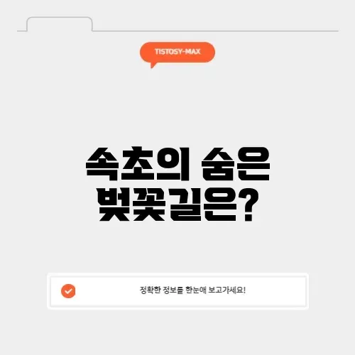 속초 벚꽃 명소