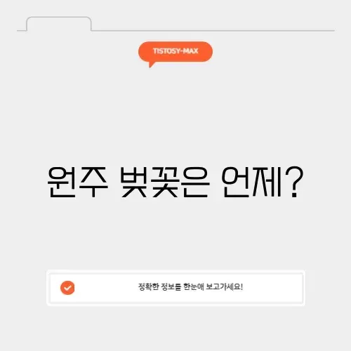 원주 벚꽃 개화시기